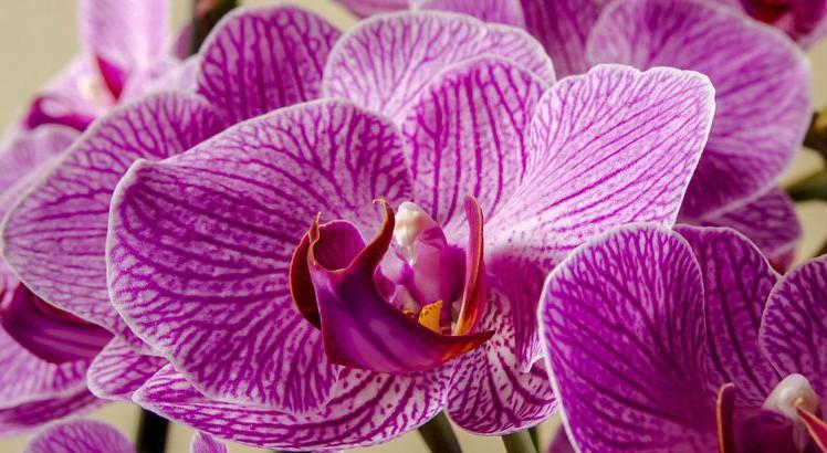 placa-orquídeas