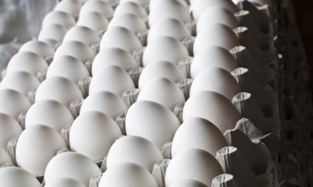 Foram desviados 8 milhões de ovos / Foto:FreeImages