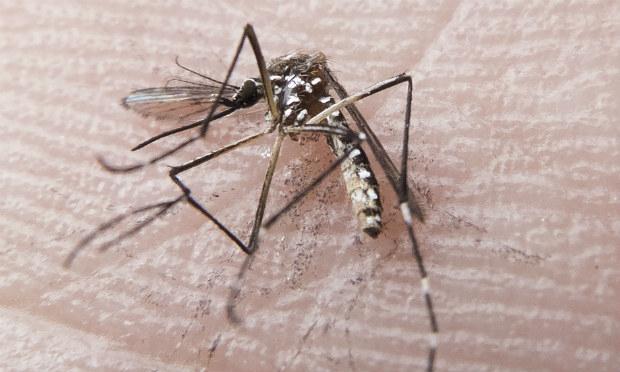 O zika vírus é transmitido pela picada do Aedes contaminado / Foto: Rafael Neddermeyer/ Fotos Públicas