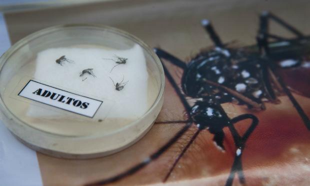 Zika vírus: OMS decreta "estado de emergência sanitária mundial". / Foto: Marco Garro