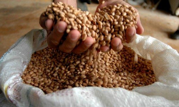 A quebra da safra tem feito o tradicional alimento se tornar vilão da inflação / Foto: Agência Brasil