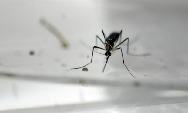 O homem, que mora em Maryland, foi para a República Dominicana, onde há um surto de zika / Foto: AFP
