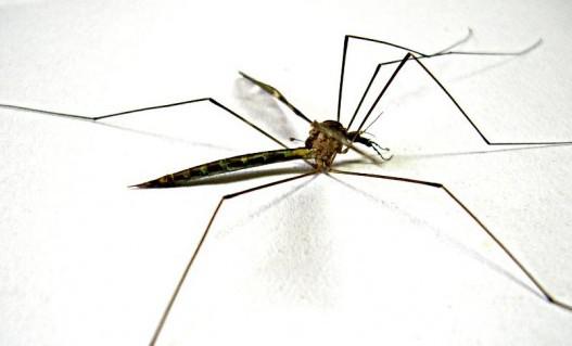 O período de maior transmissão da dengue no ano vai de março a maio (Foto: Free Images)