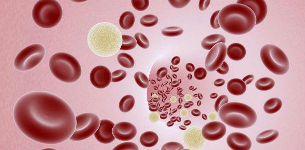 A leucemia  tem como principal característica o acúmulo de células jovens anormais na medula óssea, que substituem as células sanguíneas normais (Imagem: Free Images)
