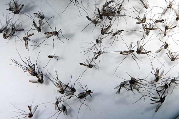 A chicungunha é transmitida pelo mosquito Aedes aegypti, o mesmo da dengue (Foto: Rodrigo Lôbo/JC Imagem)