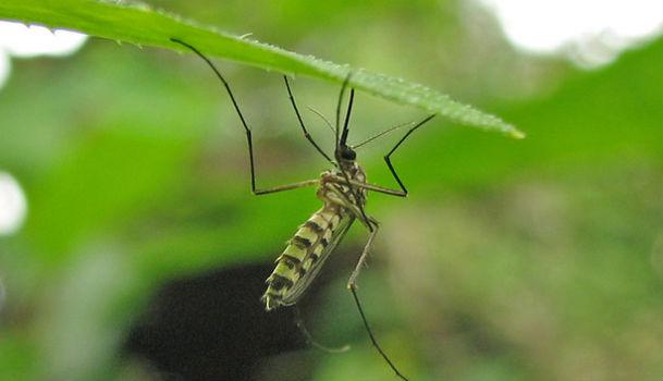 A malária é causada pelo parasita unicelular protozoário Plasmodium, transmitido pela picada da fêmea infectada do mosquito Anopheles (Foto: Free Images)