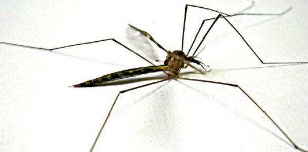 Vários vírus, assim como o zika, transmitido pelo Aedes, podem provocar a síndrome de Guillain-Barré, que é uma doença rara (Foto: Free Images)