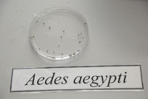No Recife, já foram confirmados este ano 11.458 casos de doenças transmitidas pelo Aedes aegypti: dengue, chicungunha e zika (Foto: Alexandre Gondim / JC Imagem)