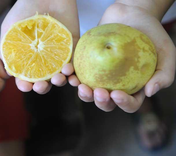 Frutas não devem faltar no cardápio da garotada (Foto: Michelle Souza/Acervo JC Imagem)