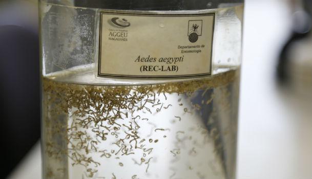 Aedes aegypti é transmissor não apenas do vírus zika, mas também da dengue e da chicungunha (Foto: Alexandre Gondim/JC Imagem)