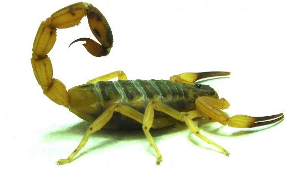 Imagem de escorpião (Foto: Eliane Candiani A. Braga / Divulgação)