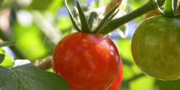 Imagem de tomates (Foto: Free Images)
