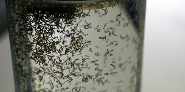 Imagem de larvas do mosquito Aedes aegypti (Foto: Alexandre Gondim / JC Imagem)