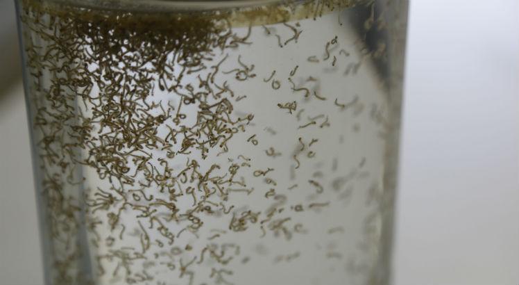 Doenças transmitidas pelo Aedes: Segundo pesquisa, quando comparado o bloqueio do sistema imunológico provocado pela zika com o gerado pela dengue, o poder de inibição é maior no caso do zika (Foto: Alexandre Gondim/JC Imagem)