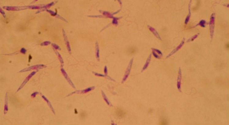 Resultados publicados na PNAS por pesquisadores da USP em Ribeirão Preto abrem caminho para o desenvolvimento de inibidores que poderão ser testados em parasitas (Imagem: Wikimedia)