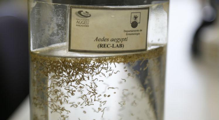 Aedes aegypti transmite dengue, chicungunha e zika (Foto: Alexandre Gondim/JC Imagem)