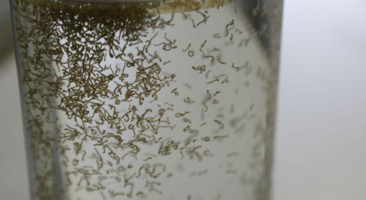 Chicungunha é uma das doenças causadas pelo Aedes aegypti (Foto: Alexandre Gondim/JC Imagem)