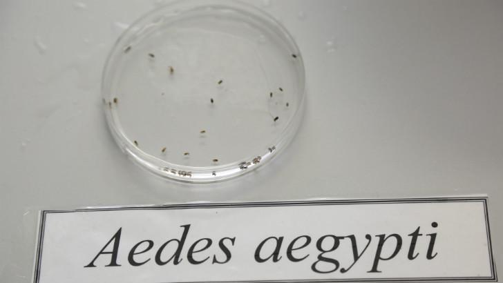 Dengue, chicungunha e zika são transmitidas pelo Aedes aegypti (Foto: Alexandre Gondim/JC Imagem)
