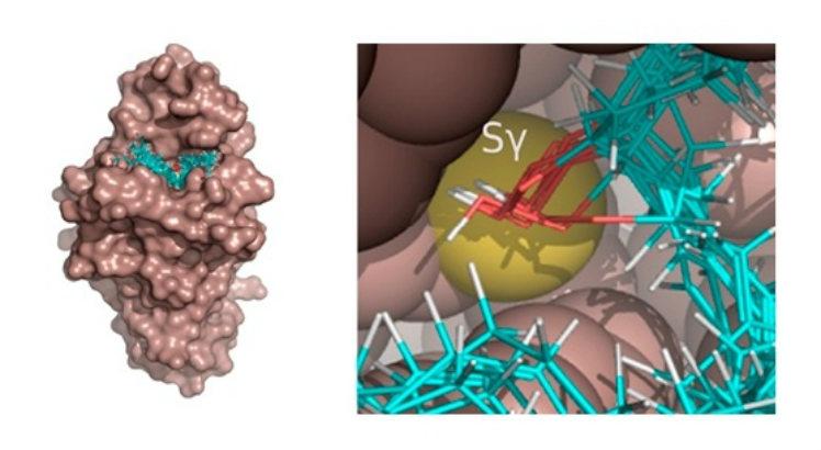 Pesquisadores identificaram substratos biológicos da enzima bacteriana Ohr, um potencial alvo para o desenvolvimento de novos fármacos (Foto: Thiago G. P. Alegria, et al.)