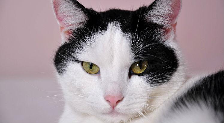 Incidência de leucemia viral felina nos gatos brasileiros é considerada alta (Foto: Pixabay)