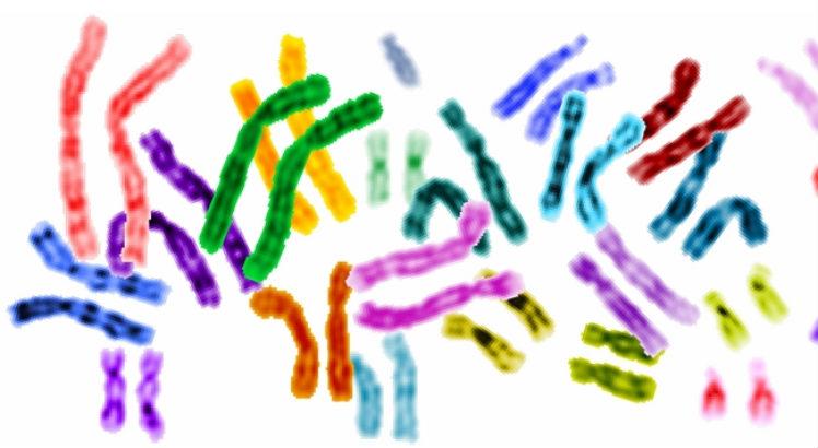 Conhecida como The Graph Genome Suite, a metodologia em desenvolvimento permite criar genomas de referência na forma de diagramas, levando em consideração dados genéticos de uma população inteira (Imagem: Wikimedia Commons)