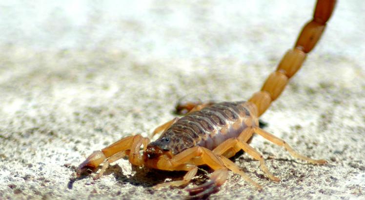Entre os atendimentos do Ceatox-PE até 15 de maio, lideram o ranking as ligações após picadas de escorpião, com 696 casos (Foto ilustrativa: Free Images)