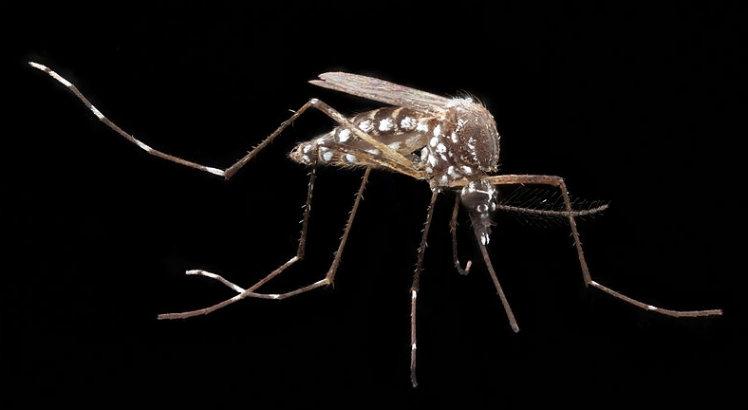 Descoberta reforça evidências de que o mosquito foi o principal vetor envolvido nos surtos da doença registrados em 2015 e 2016 (Foto: Graham Snodgrass / Wikimedia Commons)