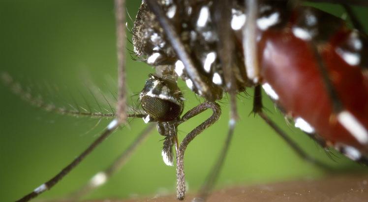 Transmitidos pelo Aedes aegypti, vírus da zika, chicungunha e dengue infectaram nove pacientes ao mesmo tempo em PE (Foto: Pixabay)