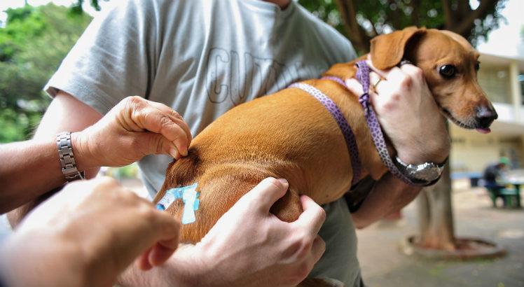 População total de caninos e felinos no Recife é de 209.104 animais. Recomendação é que aqueles acima de dois meses de idade já sejam vacinados (Foto: Marcelo Camargo / Agência Brasil)