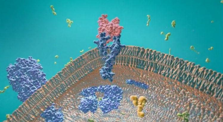 Moléculas isoladas de venenos e toxinas animais podem ajudar a identificar em culturas celulares novos alvos moleculares para o tratamento de doenças de base inflamatória (Imagem: CENTD)