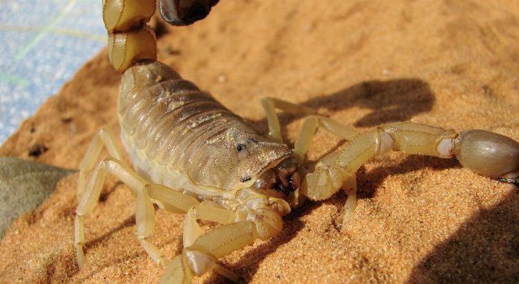 No Ceará, após picadas por escorpião, algumas pessoas referiram melhora do sintoma de dor crônica articular causada pela chicungunha (Foto ilustrativa: Pixabay)
