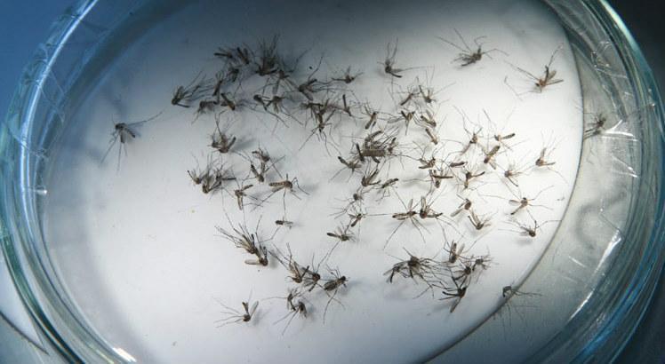 Só em 2017, até o momento, o Aedes aegypti já foi responsável pelo adoecimento de mais de 5 mil pessoas, se forem considerados os casos de dengue e chicungunha (Foto: Rodrigo Lôbo/Acervo JC Imagem)