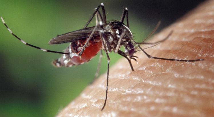 Taxa de mortalidade relacionada a uma epidemia de chicungunha é bem maior do que nos surtos de dengue. Ambas as doenças são transmitidas pelo Aedes aegypti (Foto ilustrativa: Free Images) 