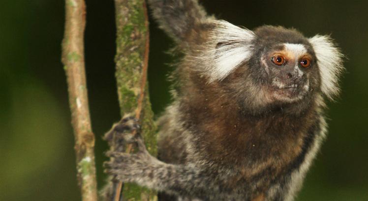 Desflorestar e matar macacos não impedem a circulação do vírus da febre amarela; pelo contrário: essas atitudes tendem a prejudicar o papel de sentinela dos primatas (Foto: Guga Matos/JC Imagem)