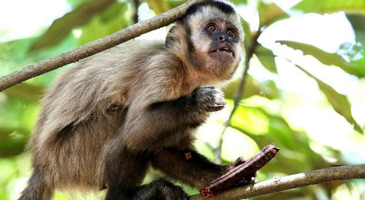Macacos têm papel fundamental na vigilância da febre amarela. Os mosquitos Haemagogus e Sabethes, que vivem predominantemente em áreas silvestres e de matas, são responsáveis pela transmissão da doença (Foto: Divulgação)
