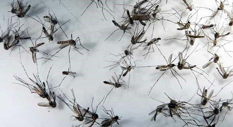 Novos estudos são necessários para confirmar a capacidade vetorial (transmissão) do Aedes albopictus, pois a identificação do vírus da febre amarela no mosquito não significa necessariamente que ele adquiriu o papel de transmissor da doença (Foto: Rodrigo Lôbo/Acervo JC Imagem)