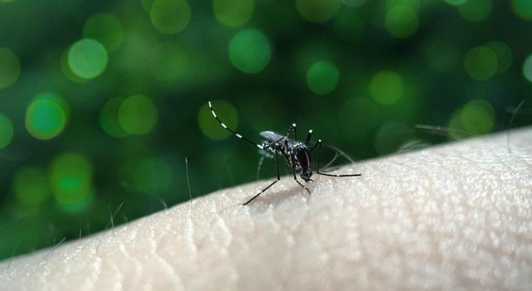 O 4º boletim de 2018 ainda revela que, dos 184 municípios de Pernambuco, 133 estão em situação de risco de surto ou alerta para dengue, zika e chicungunha (Foto: ilustrativa: Pixabay)