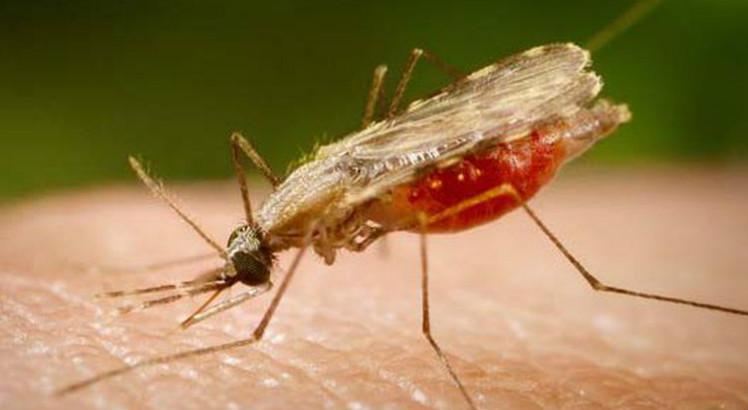 O mosquito Anopheles é transmissor da malária (Foto: Portal Biologia/Divulgação)
