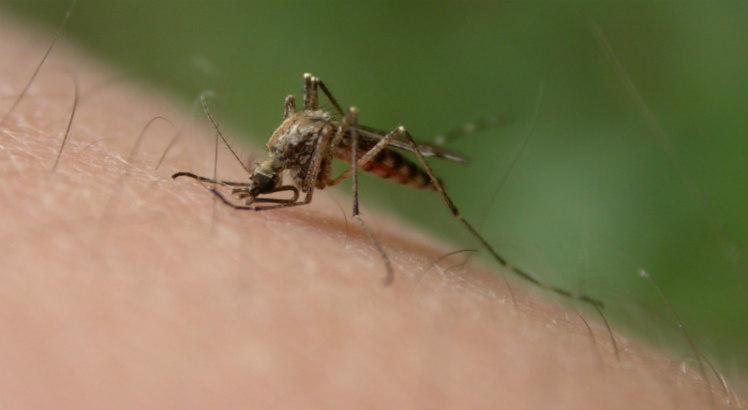 Zika, Lyme e Nilo, doenças causadas por mosquitos, carrapatos e pulgas, triplicaram nos Estados Unidos entre 2004 e 2016 (Foto: Free Images)