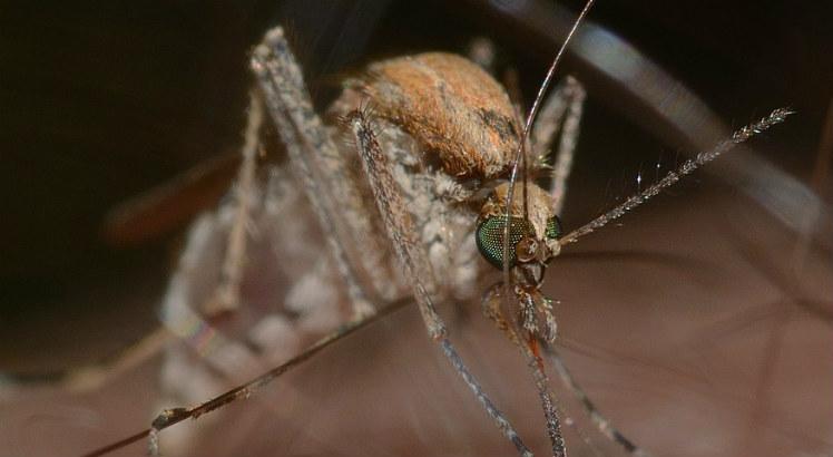 A febre do Nilo Ocidental é uma infecção viral causada por um vírus e transmitida por meio da picada de mosquitos comuns, principalmente do gênero Culex (Foto ilustrativa: Pixabay)
