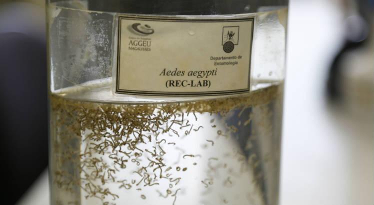 Aedes aegypti é o mosquito transmissor de zika, dengue e chicungunha (Foto: Alexandre Gondim/JC Imagem) 