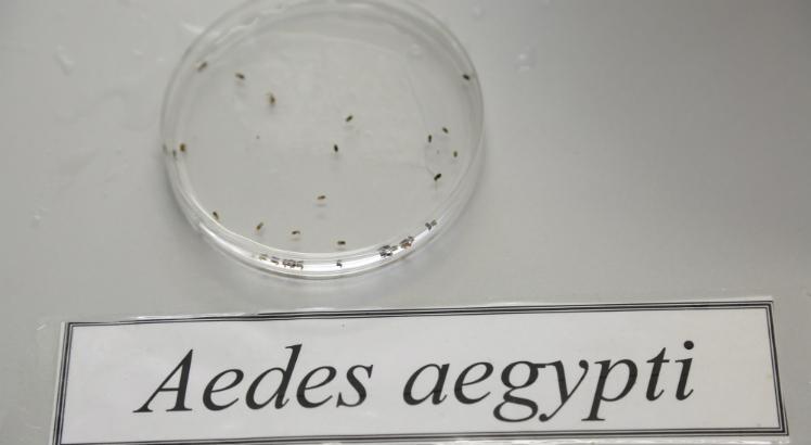 Existem quatro sorotipos de dengue, uma das doenças transmitidas pelo Aedes aegypti (Foto: Alexandre Gondim/JC Imagem)