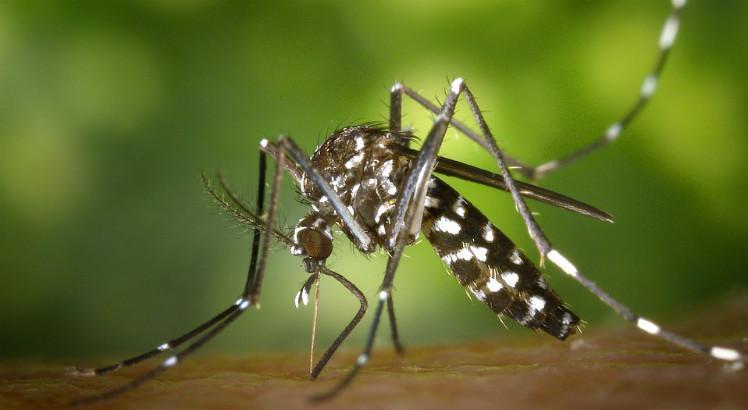 Múltiplas infecções naturais por dengue, com altos níveis de anticorpos, leva a uma menor susceptibilidade à infecção por zika, segundo estudo (Foto ilustrativa: Pixabay) 