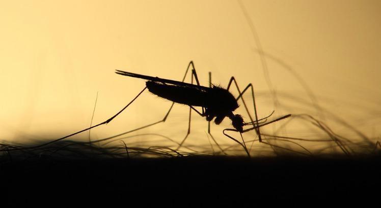 Trabalho mostrou que, quando alimentados mais de uma vez com sangue, os mosquitos são capazes de transmitir mais rapidamente os vírus para novos hospedeiros, em comparação com os insetos que se alimentaram só uma vez (Foto: Pixabay/Banco de Imagens)