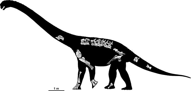 Reconstrução a partir dos fósseis encontrados. AFP PHOTO / NATURE/ Australian Age of Dinosaurs Museum of Natural History / TRAVIS TISCHLER