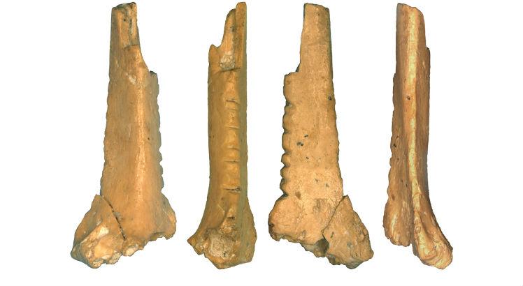 Um fragmento ósseo de corvo com entalhes, descoberto no sítio de Zaskalnaya VI. Foto: PlosOne
