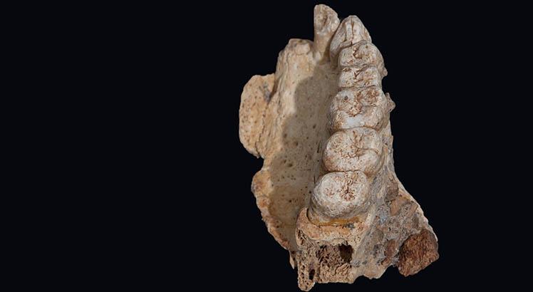 Os fragmentos faciais, incluindo um queixo e vários dentes, datam de entre 174.000 e 188.000 anos (AFP PHOTO / Rolf Quam / Binghamton University)