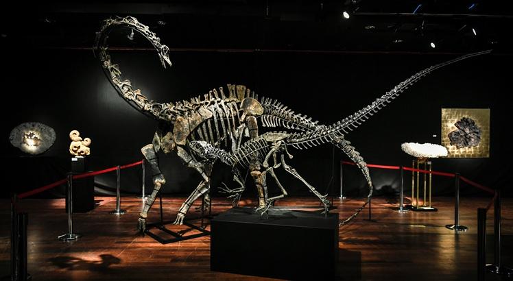 Dois esqueletos do período Jurássico (161-145 milhões de anos atrás) de um Diplodoco e de um Alossauro foram à leilão, na casa Drouot, em Paris (AFP PHOTO / STEPHANE DE SAKUTIN)