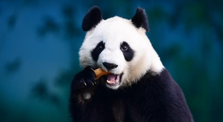 Urso panda do parque florestal de Shenyang, na China (AFP PHOTO / - / China OUT)