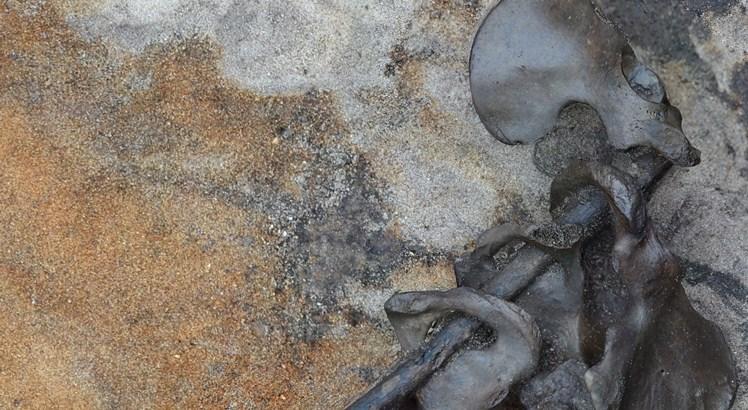 Quatro ossos pélvicos amarrados em um ramo de amieiro encontrado no sítio arqueológico de Alken Enge, Jutlândia, Dinamarca (AFP PHOTO / Aarhus University at Alken Enge / Peter Jensen)